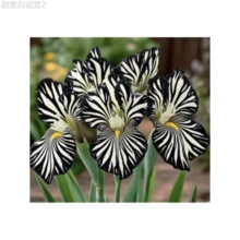Adad111 50 Pieces Genetic Zebra Lily Seeds Black And White Variant Flowers Are Cold-Resistant And Suitable For All Seasons, Suitable For DIY Gardens, Home Gardens, Flowerpots And Courtyards-Ideal Gardening Gifts - Variant 1 - View 1