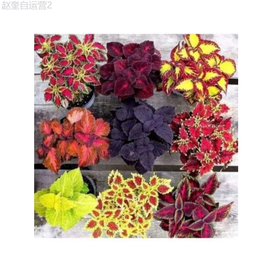 Adad111 100 Pcs Coleus Seeds Garden Plants Seeds To Grow Perennial Flowers Bonsai Seed Indoor Flower Plant Planting Home Tree Supplies - 彩色 - 查看 1