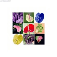 Adad111 300 Mixed Color Anthurium Seeds Rare Anthurium Botanical Garden Flower - mặc định - Xem 10