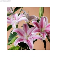 Adad111 100seeds/PackLily Seeds, Perennial Lily, Home Potted Plants, Attracting The Propagandists - 100seeds/Pack - View 1