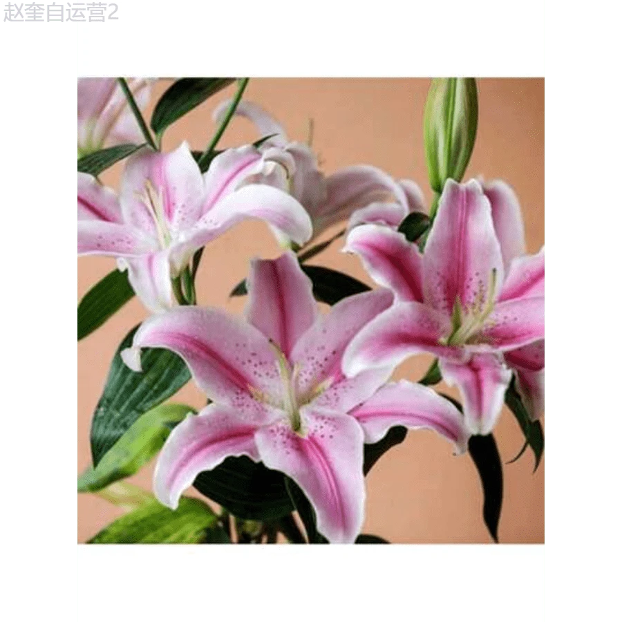 Adad111 100seeds/PackLily Seeds, Perennial Lily, Home Potted Plants, Attracting The Propagandists - 100seeds/Pack - View 1