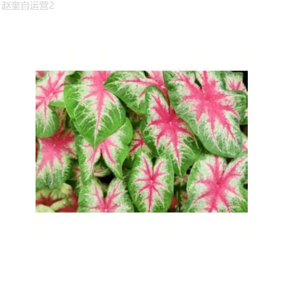 150 hạt giống