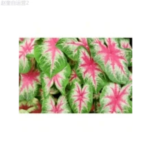 Adad111 150 Catherine Caladium Seeds (Suitable For Planting) - Perennial Hosta, Elephant Ear Flower Seeds Suitable For DIY Gardens, Home Gardens, Flower Pots And Courtyards Ideal Gardening Gifts - 150 hạt giống - Xem 1