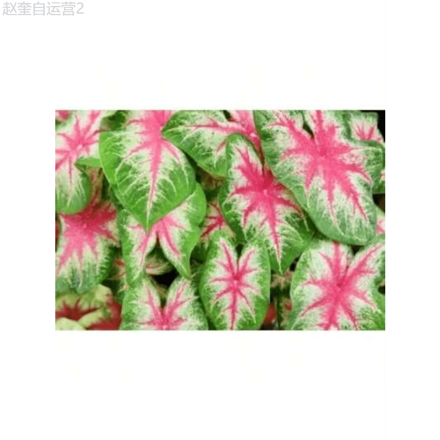 Adad111 150 Catherine Caladium Seeds (Suitable For Planting) - Perennial Hosta, Elephant Ear Flower Seeds Suitable For DIY Gardens, Home Gardens, Flower Pots And Courtyards Ideal Gardening Gifts - 150 hạt giống - Xem 1