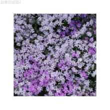 Adad111 1000 Phlox Seeds For Planting Mixed Color - Popstars Phlox Creeping Perennial Ground Cover - Annual Flower Seeds For Home And Garden - 1000 - View 5