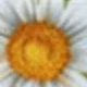 Amarillo Verde