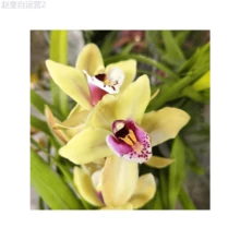 Adad111 100 Mixed Silk Phalaenopsis Seeds - Orchid Seeds For Planting - Home Decoration - Phalaenopsis Seeds - 變體 1 - 查看 6