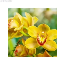 Adad111 100 Mixed Silk Phalaenopsis Seeds - Orchid Seeds For Planting - Home Decoration - Phalaenopsis Seeds - 變體 1 - 查看 4