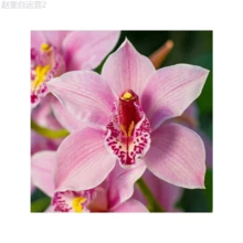 Adad111 100 Mixed Silk Phalaenopsis Seeds - Orchid Seeds For Planting - Home Decoration - Phalaenopsis Seeds - 變體 1 - 查看 5