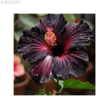Adad111 Blooming Black Velvet Hibiscus Flower Seeds, High Quality Gardening Seeds, Suitable For Indoor And Greenhouse Planting - 100 Seeds - View 2