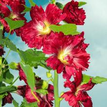 Vibrant Stepmother Seeds Collection: 300 Pieces. High Germination Beauty Flowers, Pollinators - Friendly For Indoor And Outdoor Areas.