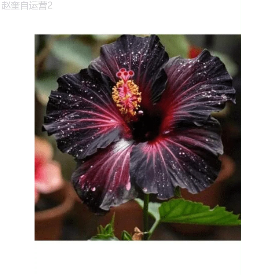 Adad111 Blooming Black Velvet Hibiscus Flower Seeds, High Quality Gardening Seeds, Suitable For Indoor And Greenhouse Planting - 100 Seeds - View 1