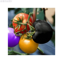 Adad111 100Pcs Rainbow Tomato Seeds Colorful Bonsai Organic Vegetables Seed Home Garden - 1 - 查看 3