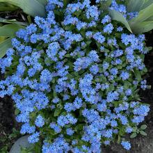 Bestäuber Oasis: 2000 Myosotis Seeds For Rooftop Gardens And Farm Edges ​