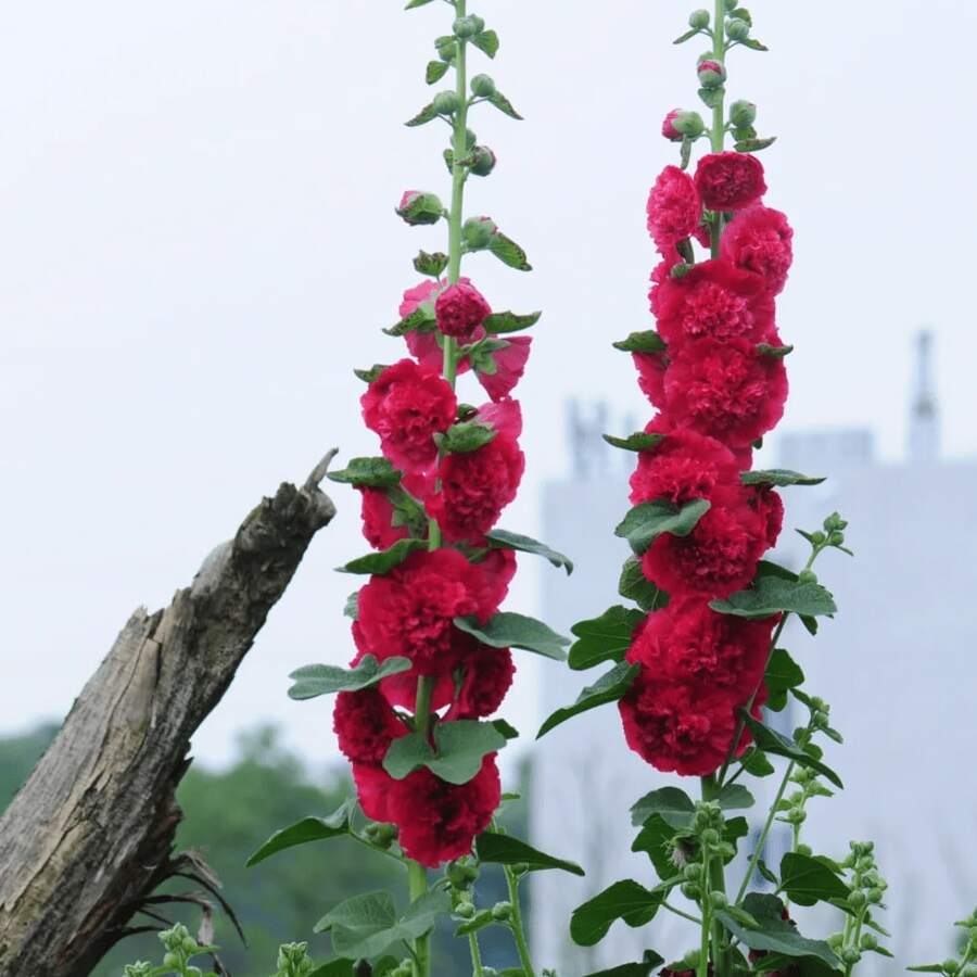 Belleza Real: 300 Semillas de Nácar. Plantación versátil para jardines, campos y espacios verdes urbanos. Atrae mariposas y abejas de forma natural.