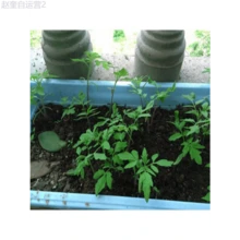 Adad111 100Pcs Rainbow Tomato Seeds Colorful Bonsai Organic Vegetables Seed Home Garden - 1 - 查看 4