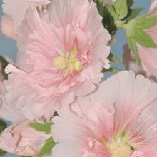 Vibrant Stepmother Seeds Collection: 300 Pieces. High Germination Beauty Flowers, Pollinators - Friendly For Indoor And Outdoor Areas.