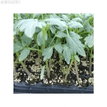 Adad111 100Pcs Rainbow Tomato Seeds Colorful Bonsai Organic Vegetables Seed Home Garden - 1 - 查看 5