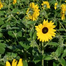 200 Giant Mammoth Sunflower Seeds (Gray Stripes) – High Success Rate, Easy Cultivation, Pollinator Friendly. Ideal For Home Gardens, Parks, And Large Farms.