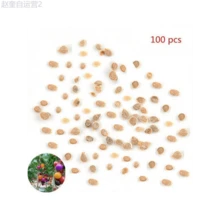 Adad111 100Pcs Rainbow Tomato Seeds Colorful Bonsai Organic Vegetables Seed Home Garden - 1 - 查看 6