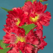 Vibrant Stepmother Seeds Collection: 300 Pieces. High Germination Beauty Flowers, Pollinators - Friendly For Indoor And Outdoor Areas.