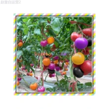 Adad111 100Pcs Rainbow Tomato Seeds Colorful Bonsai Organic Vegetables Seed Home Garden - 1 - 查看 2