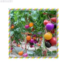 Adad111 100Pcs Rainbow Tomato Seeds Colorful Bonsai Organic Vegetables Seed Home Garden - 1 - 查看 1