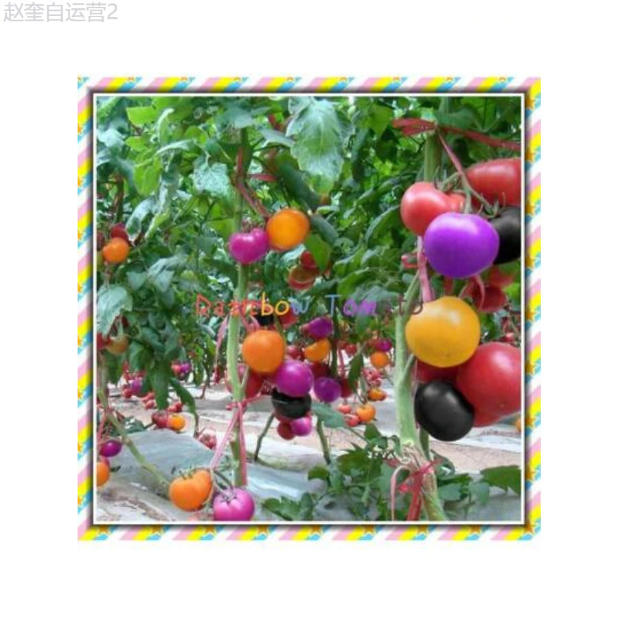 Adad111 100Pcs Rainbow Tomato Seeds Colorful Bonsai Organic Vegetables Seed Home Garden - 1 - 查看 1