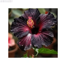 Adad111 Blooming Black Velvet Hibiscus Flower Seeds, High Quality Gardening Seeds, Suitable For Indoor And Greenhouse Planting - 100 Seeds - View 4