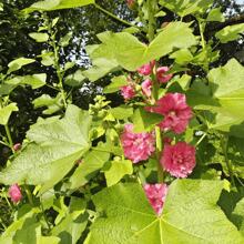 Belleza Real: 300 Semillas de Nácar. Plantación versátil para jardines, campos y espacios verdes urbanos. Atrae mariposas y abejas de forma natural.
