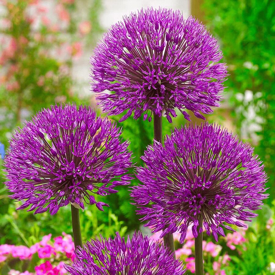 Allium Giganteum Seeds, 300 Seeds, Easy To Plant