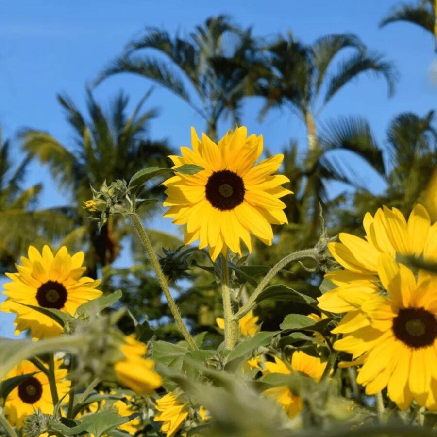 200 Giant Mammoth Sunflower Seeds (Gray Stripes) – High Success Rate, Easy Cultivation, Pollinator Friendly. Ideal For Home Gardens, Parks, And Large Farms.