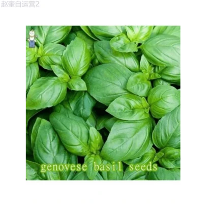 Adad111 BASIL SEEDS - (150seeds) GENOVESE VEGETABLE SEEDS SULIT SEED/Basil Genovese Seeds/Sweet Basil Seeds