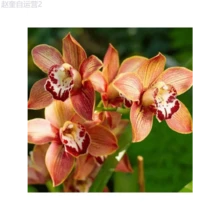 Adad111 100 Mixed Silk Phalaenopsis Seeds - Orchid Seeds For Planting - Home Decoration - Phalaenopsis Seeds - 變體 1 - 查看 3