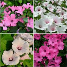 275 Pieces Of Lavatera Tristis Seeds For Planting - 275 - 查看 1