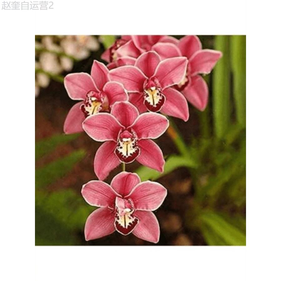 Adad111 100 Mixed Silk Phalaenopsis Seeds - Orchid Seeds For Planting - Home Decoration - Phalaenopsis Seeds - 變體 1 - 查看 1