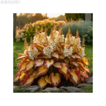 Adad111 200 Mixed Hosta Jardin Perennials Seeds White Lace DIY Home Garden Ground Cover Garden Plant Hosta Jardin Perennials Lily Plant Seeds For Planting - 200+ - 查看 4