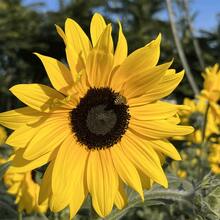 200 Giant Mammoth Sunflower Seeds (Gray Stripes) – High Success Rate, Easy Cultivation, Pollinator Friendly. Ideal For Home Gardens, Parks, And Large Farms.