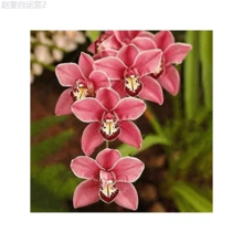 Adad111 100 Mixed Silk Phalaenopsis Seeds - Orchid Seeds For Planting - Home Decoration - Phalaenopsis Seeds - 變體 1 - 查看 2