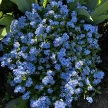 Bestäuber Oasis: 2000 Myosotis Seeds For Rooftop Gardens And Farm Edges ​