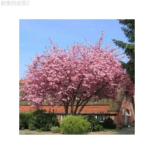 Adad111 Cherry Blossom Tree Seeds For Planting - 1pcs - View 5