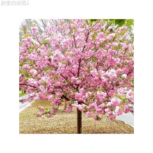 Adad111 Cherry Blossom Tree Seeds For Planting - 1pcs - View 1