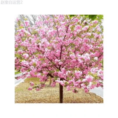 Adad111 Cherry Blossom Tree Seeds For Planting