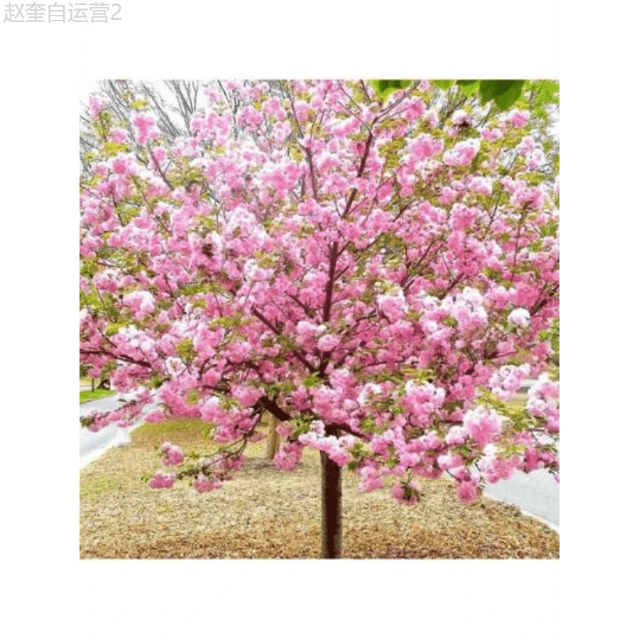 Adad111 Cherry Blossom Tree Seeds For Planting - 1pcs - View 1