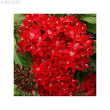 Adad111 100 Perennial Pentas Lucky Star Seeds For Planting Outdoor-Pentas Lanceolata Flowers Seeds - Variant1 - View 6