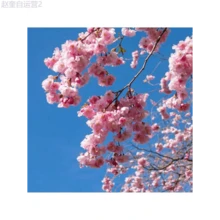 Adad111 Cherry Blossom Tree Seeds For Planting - 1pcs - View 4