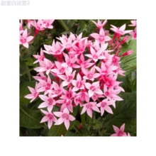 Adad111 100 Perennial Pentas Lucky Star Seeds For Planting Outdoor-Pentas Lanceolata Flowers Seeds - Variant1 - View 5