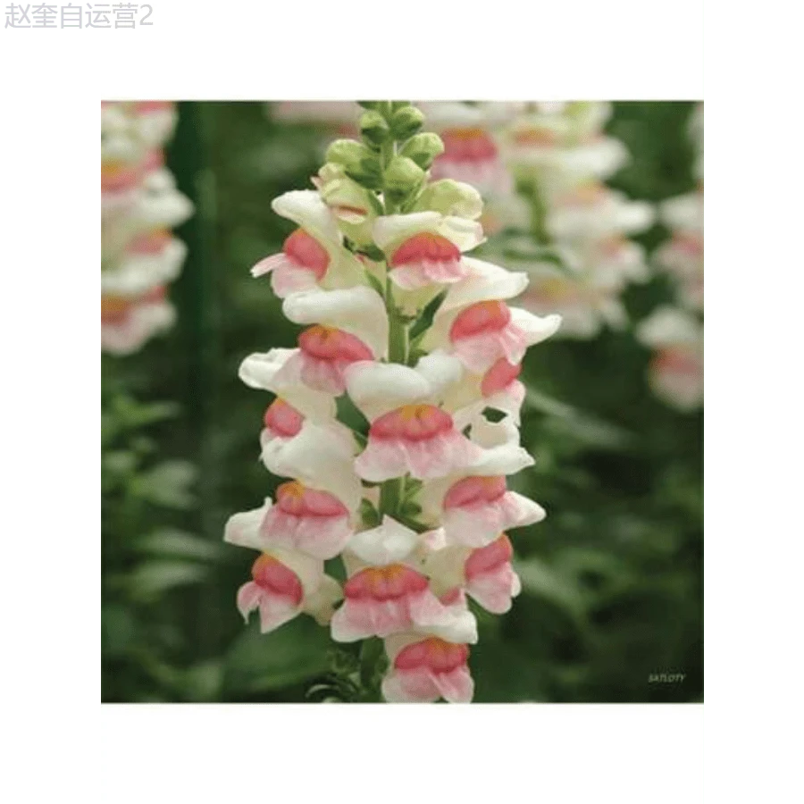 Adad111 Garden Plants Flower Seeds 1000Pcs White Pink Snapdragon Flower Seeds - Biến thể 1 - Xem 1