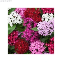 Adad111 100 Perennial Pentas Lucky Star Seeds For Planting Outdoor-Pentas Lanceolata Flowers Seeds - Variant1 - View 1