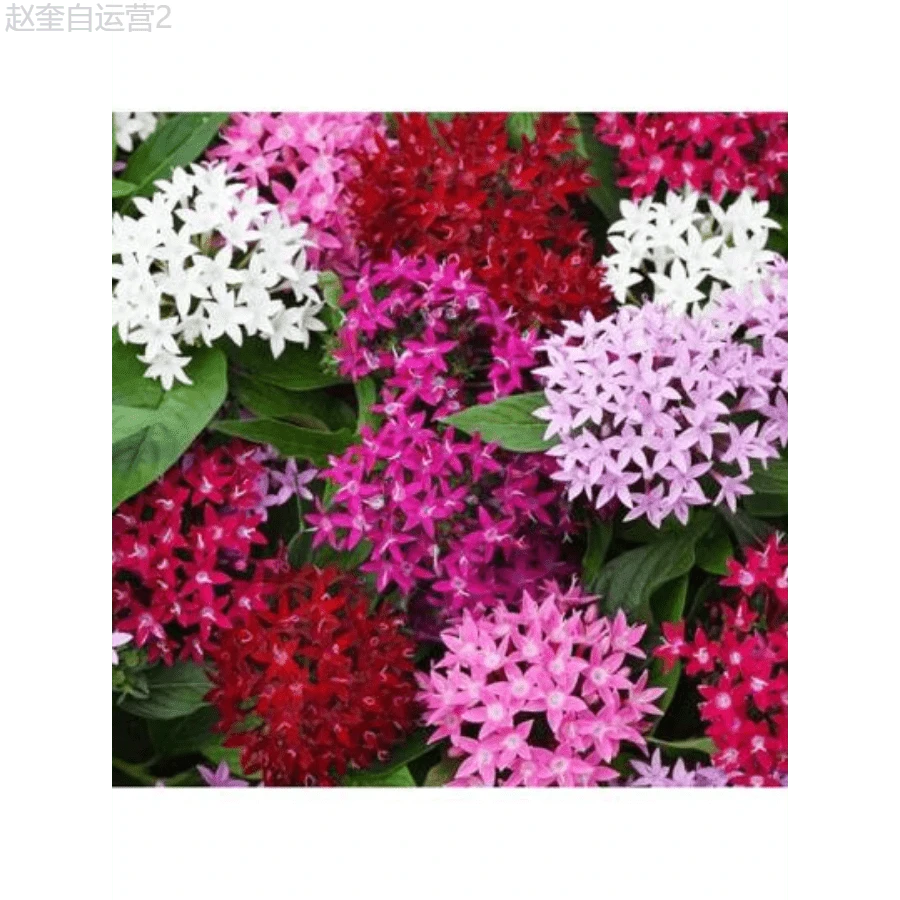 Adad111 100 Perennial Pentas Lucky Star Seeds For Planting Outdoor-Pentas Lanceolata Flowers Seeds - Variant1 - View 1